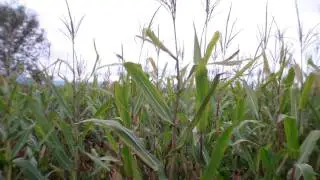 hunting pheasent with hatcams