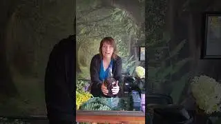 How to make a Goldenrod, New England Aster and Nettle Elixir