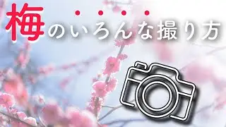 梅の撮り方&設定【カメラ初心者向け】今年も◯◯に遭遇！？