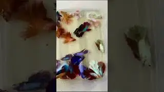 Online Fish Shopping in India / Fish Tank for SALE -Call Anil 9210090877 #trending #viral #shorts 52