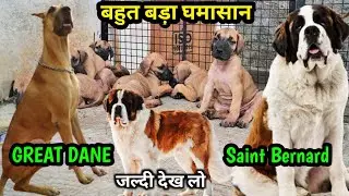Great dane puppy | Saint Bernard Puppies for dale | Stud Saint Bernard | Fawn great dane