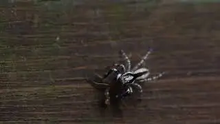 蠅虎科Salticidae - 蠅虎吃飯-1