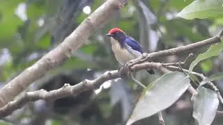 Scarlet-backed Flowerpecker calling