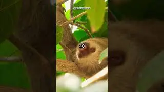 10 Fun Facts About Sloths You Didn&rsquo;t Know!