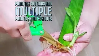 HOW TO GROW SNAKE PLANT FROM CUTTINGS AND MULTIPLY THEM