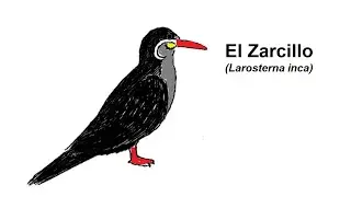 El Zarcillo  (Larosterna inca)