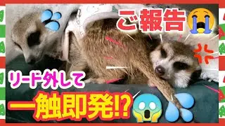 【ご報告】ふたりの行く末どうなる！？ ７,８週目の様子～🎅Merry Xmas！🎄をお届け～［ミーアキャット,猫］