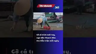 Gỡ c&aacute; tr&iacute;ch mỏi tay, ngư d&acirc;n Thanh H&oacute;a thu tiền triệu mỗi ng&agrave;y  #qrt #quangnam #shorts
