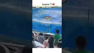 HeartbreakingJessica the Dolphin&rsquo;s Most Heartbreaking Moment 🐬💔 | Must Watch Rescue 🌊#JessicaDolphi