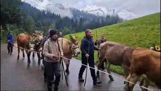 Alpabfahrt Alp Schwand 2024