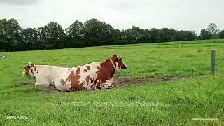 mama in belgium country side