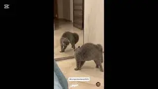 Cat vs mirror #cat #funnycat #funnyvideo #fyp #pourtoi 