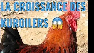 LA CROISSANCE DES KUROILERS