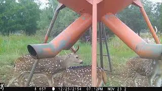 Axis Deer and a Noisy Crow!