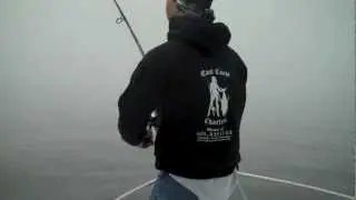 Striper Frenzy Narragansett Bay East Coast Charters