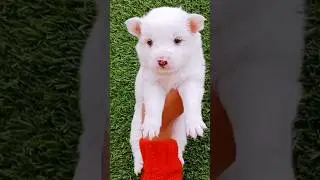 #hugedog #bigdog #alabaidog #doglovers #alabai #best #puppy #short #video #pavilion