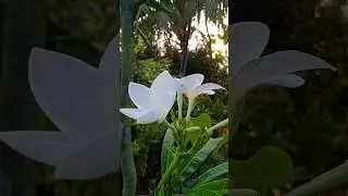 😄😇hijk😮😯