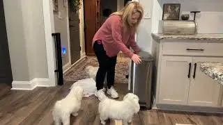 Soft-Close & Step Pedal &ndash; The Ultimate Garbage Bin? #ad