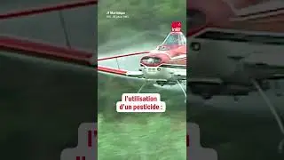 Retour sur le scandale du pesticide chlord&eacute;cone en Martinique et en Guadeloupe.