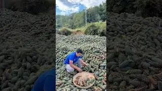 Pine Nuts Harvesting Secrets Revealed!