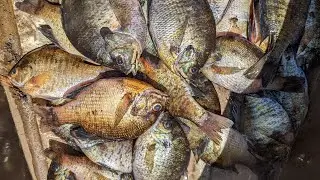 Must See!!! Caught lots of Bream on Little Pee Dee