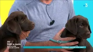 Comment choisir son chien ? avec 9h50 le matin
