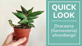 Dracaena (Sansevieria) ehrenbergii