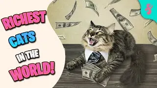 💰Top 10 Richest Cats in The World | Furry Feline Facts 💵