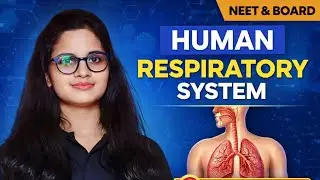 Human Respiratory System | Structure & Diagram | NEET & Board Biology