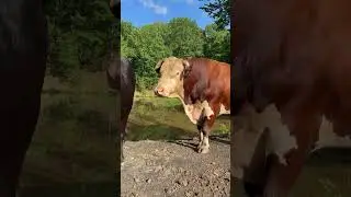 Rufus is looking very summertime #rufusthebull