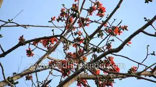 Bombax ceiba - Silk Cotton tree
