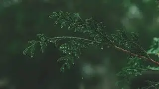 Rain onto Pine Tree Leaf for sleep, mediation and relaxation to help aid ADD/ADHD Extended Version.