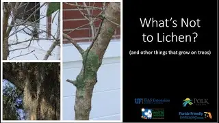 What's Not to Lichen? (and other things that grow on trees)
