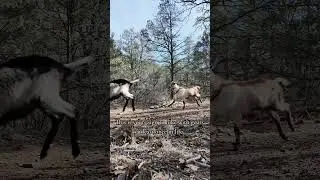 Pack Goat life. They always say 