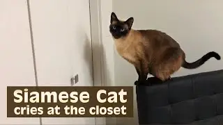 Siamese Cat cries at the closet