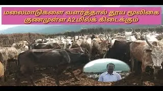 தேனி மலைமாடுகள் ,