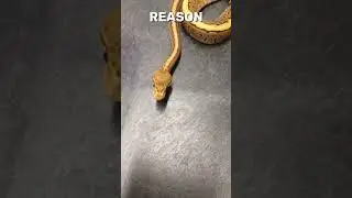 Head Wobble Snake Isn&rsquo;t All Bad #shorts