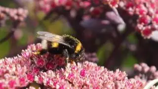 Plantipp presents SunSparkler&reg; Sedums