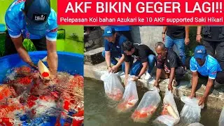 AZUKARI 10 AKF SIAP MENGGUNCANG KOLAM PENGHOBI SEMUA❗ HANYA ADA BAHAN SUPER PRODUK TERBAIK AKF❗