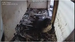PGE Toruń PL - Torka , I think with visit in nest , departure - 2026 01 26 11 25