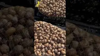 #улитки #ферма #snail #snails #turbo #farming #farm #farmer #business #бизнес #job  #еда #теплица