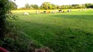 THE BEST OF WEST COUNTRY FARM, ENGLAND UK