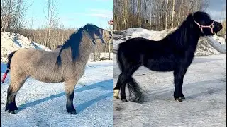 Breeding Season 2026 discussion: who would you breed Visa to?