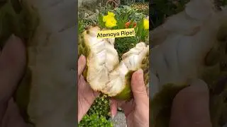 Atemoya Ripe - Custard Apple fruit #shorts