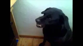 Hund knurrt den Bildschirm an