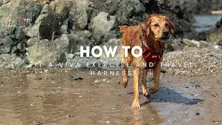 Как надеть обвязку Viva Exercise and Travel Harness