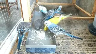 Boiled Rice for Birds | Boiled Rice Benefits |