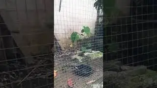 MURAI ...LG mandi di aviary...