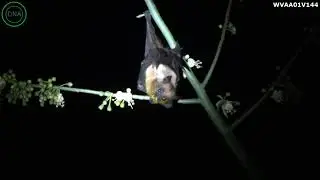 Pteropus medius | The Indian Flying Fox