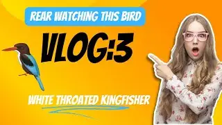 The EASY Way to Attract KINGFISHER in Just 1 Hour #kingfisher #birds